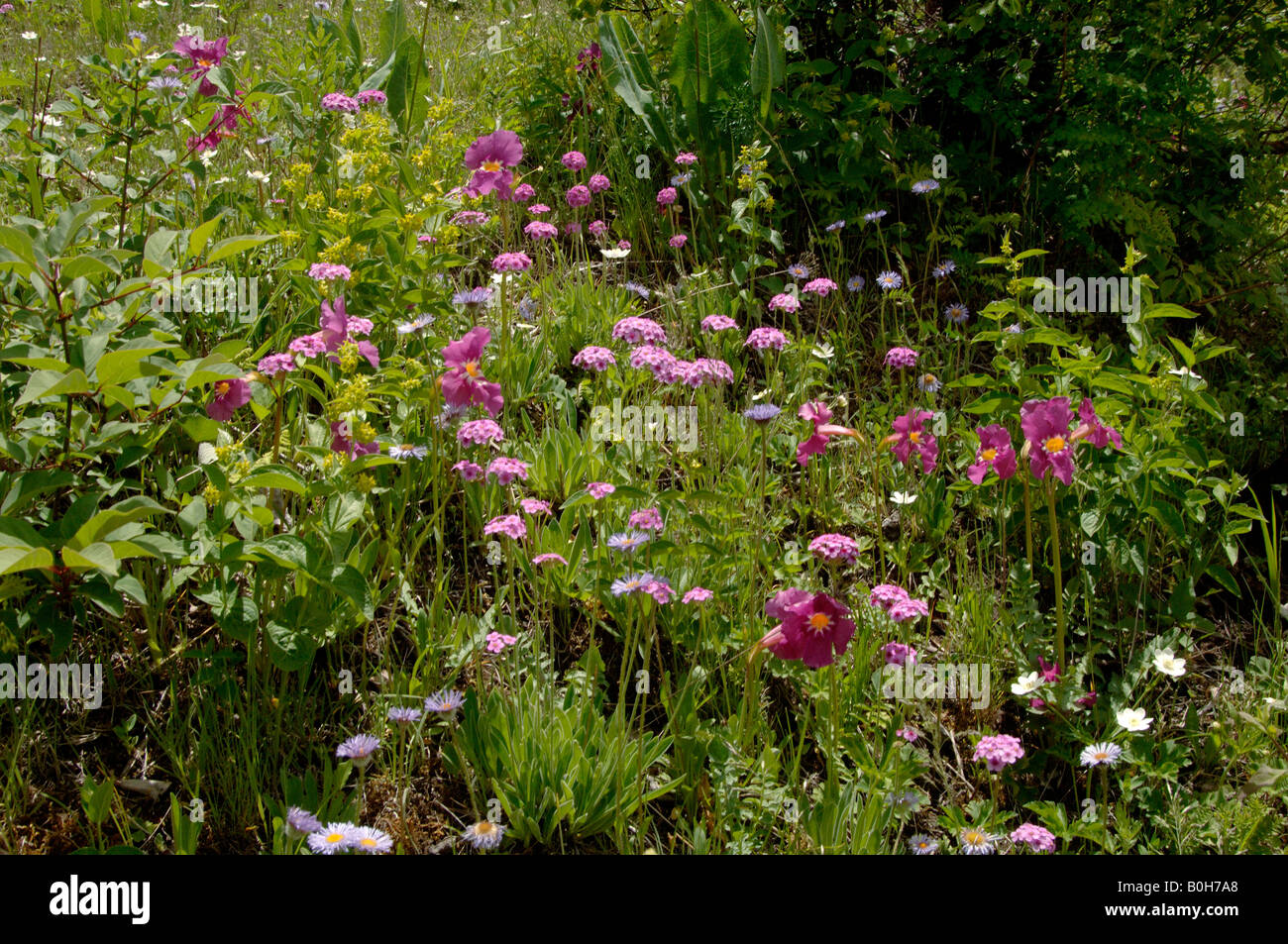 Wildflowers garden Napa Hai NR Yunnan China include Incarvillea Aster and Androsace Stock Photo