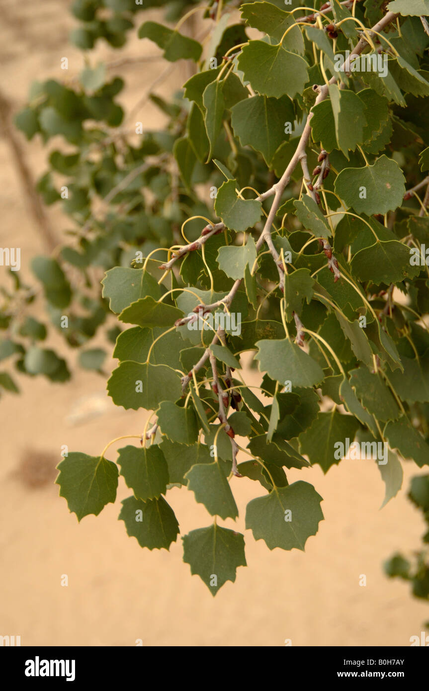 Euphrates poplar Populus euphratica used to stabilise sand Xinjiang China Stock Photo