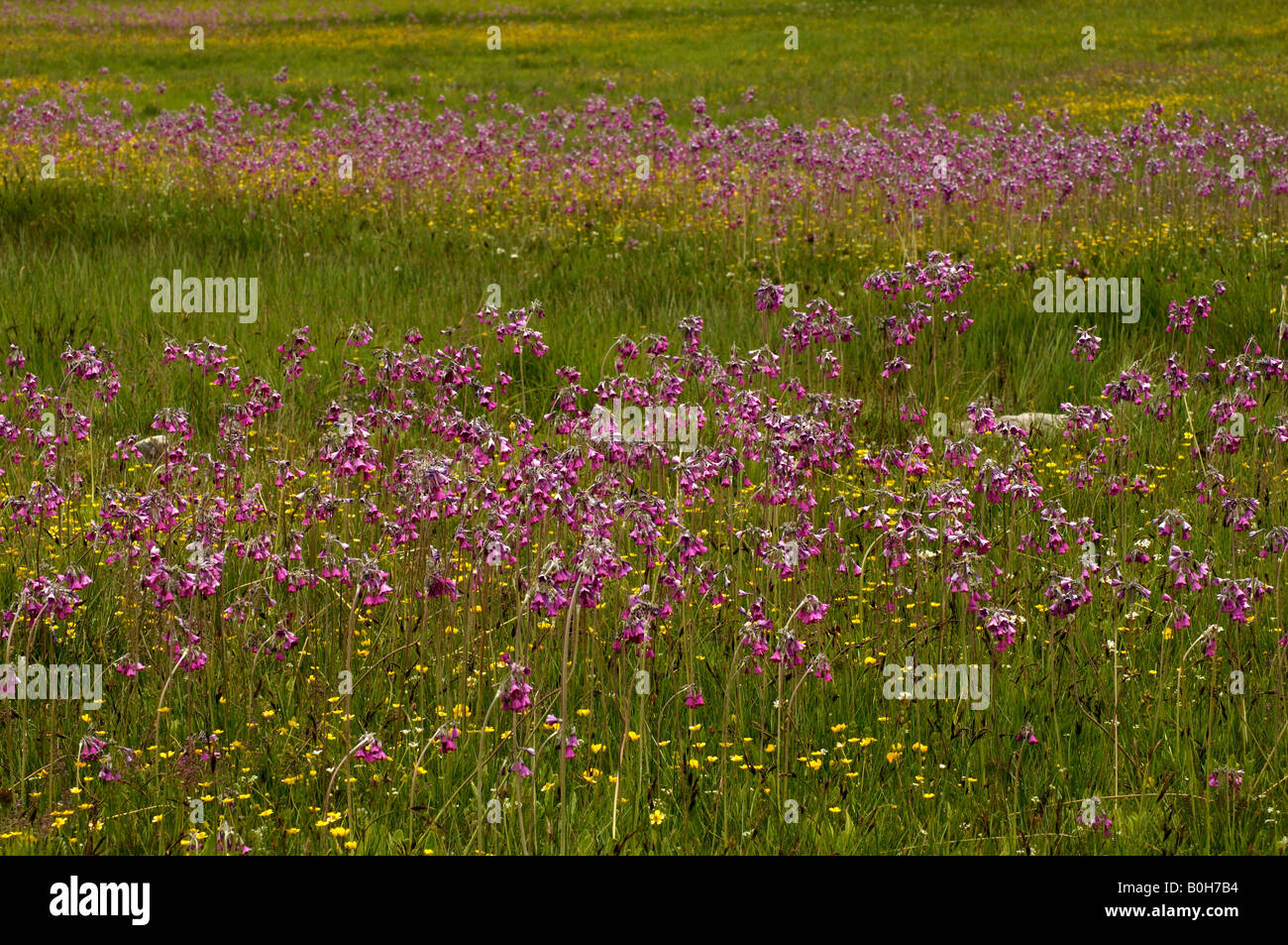 Wet meadow with Primula secundiflora and buttercups Napa Hai NR Yunnan China Stock Photo