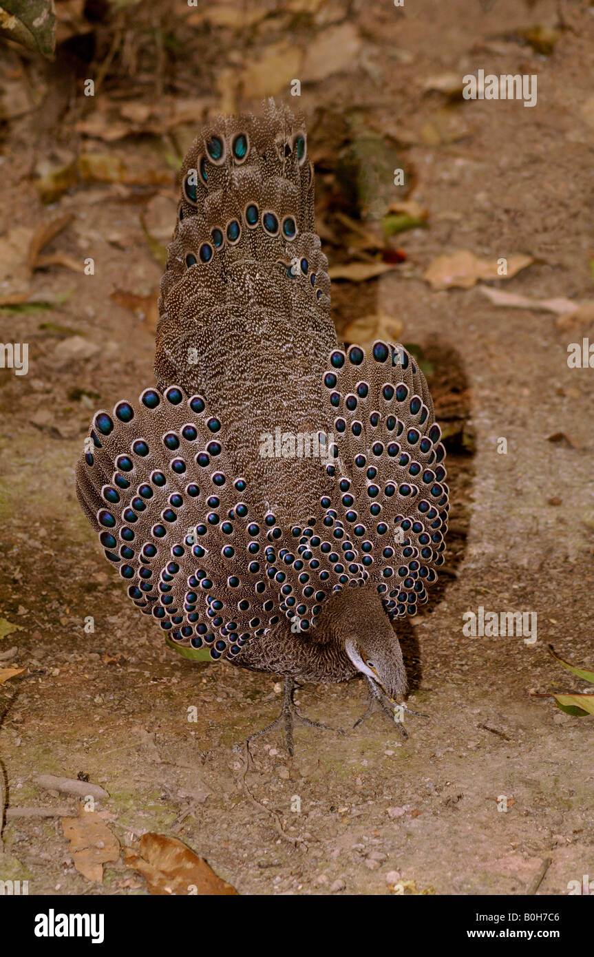 Male grey peacock pheasant Polyplectron bicalcaratum displaying to female bowing and raising wings Stock Photo