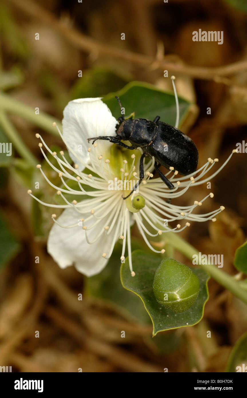 Beetle feeding on petals of caper Capparis spinosa in desert near Turpan Xiniang China Stock Photo