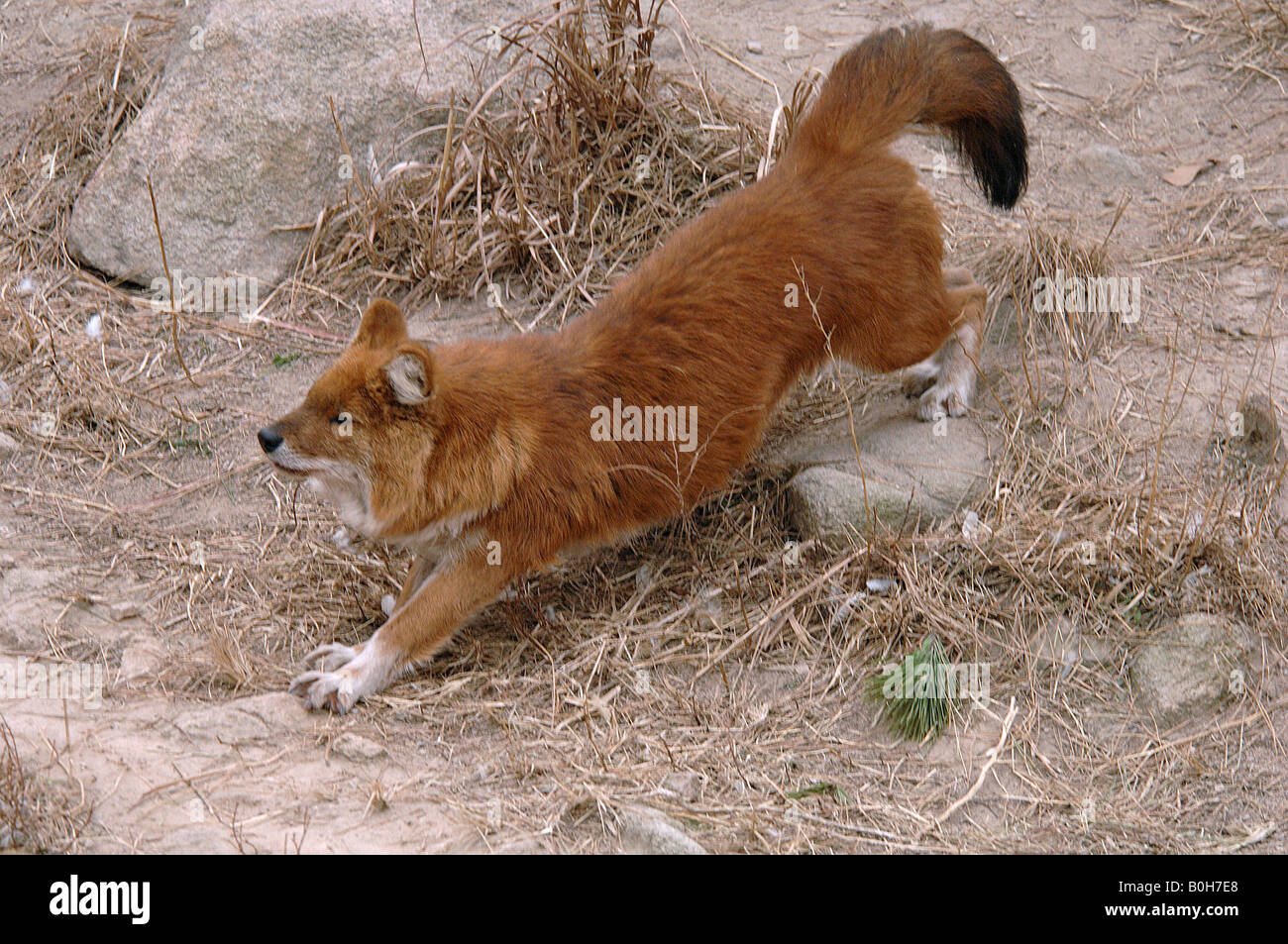 Dhole or Asiatic wild dog Cuon alpinus live and hunt in packs and will attack young gaint pandas China Stock Photo