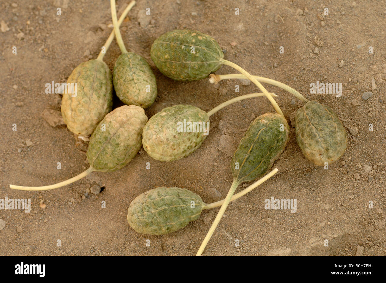 Mouse melons fruits of caper Capparis spinosa found in deserts in China and sold for Chinese medicine Stock Photo