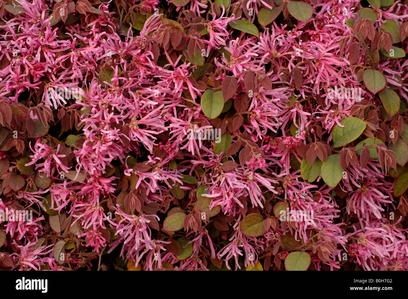 Semillas De Loropetalum Chinense 'Daruma' - 5 Semillas Para Bonsái Exótico, Planta Rara Y Decorativa