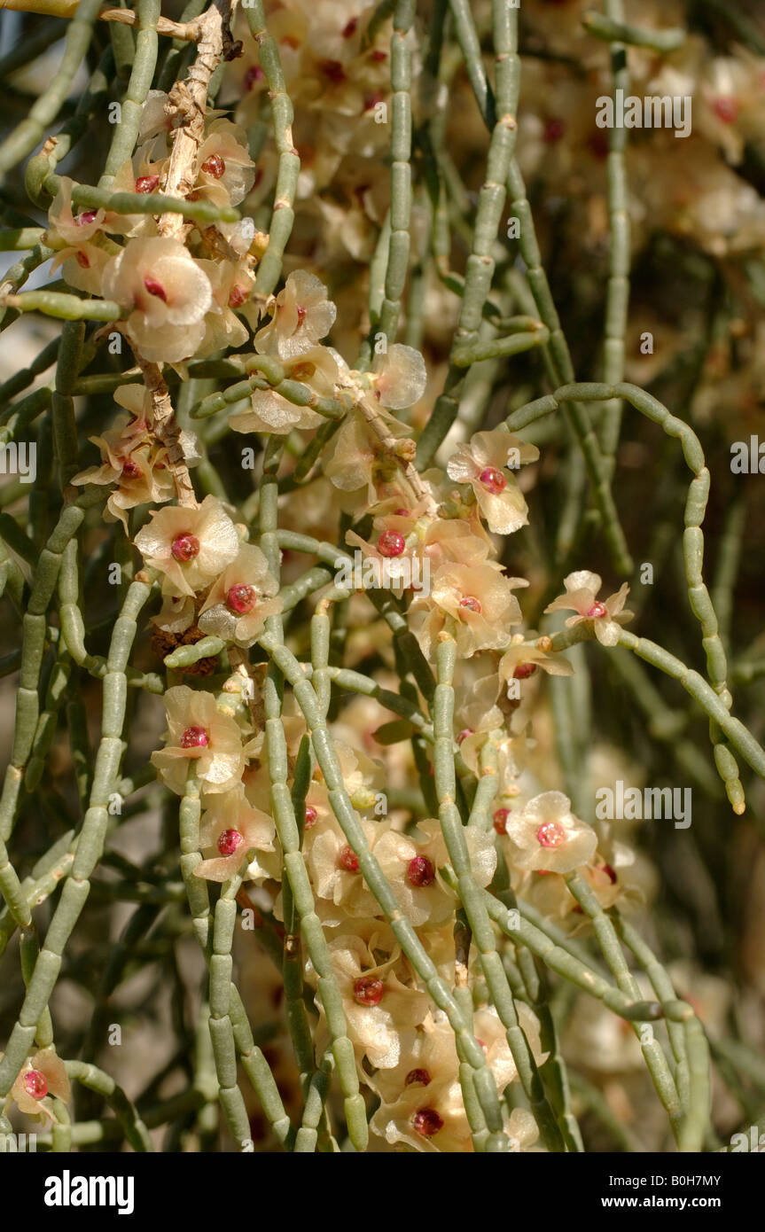 Saxaul Haloxylon ammodendron in flower at Wind City Xinjiang An important plant used in restoration of deserts in China Stock Photo