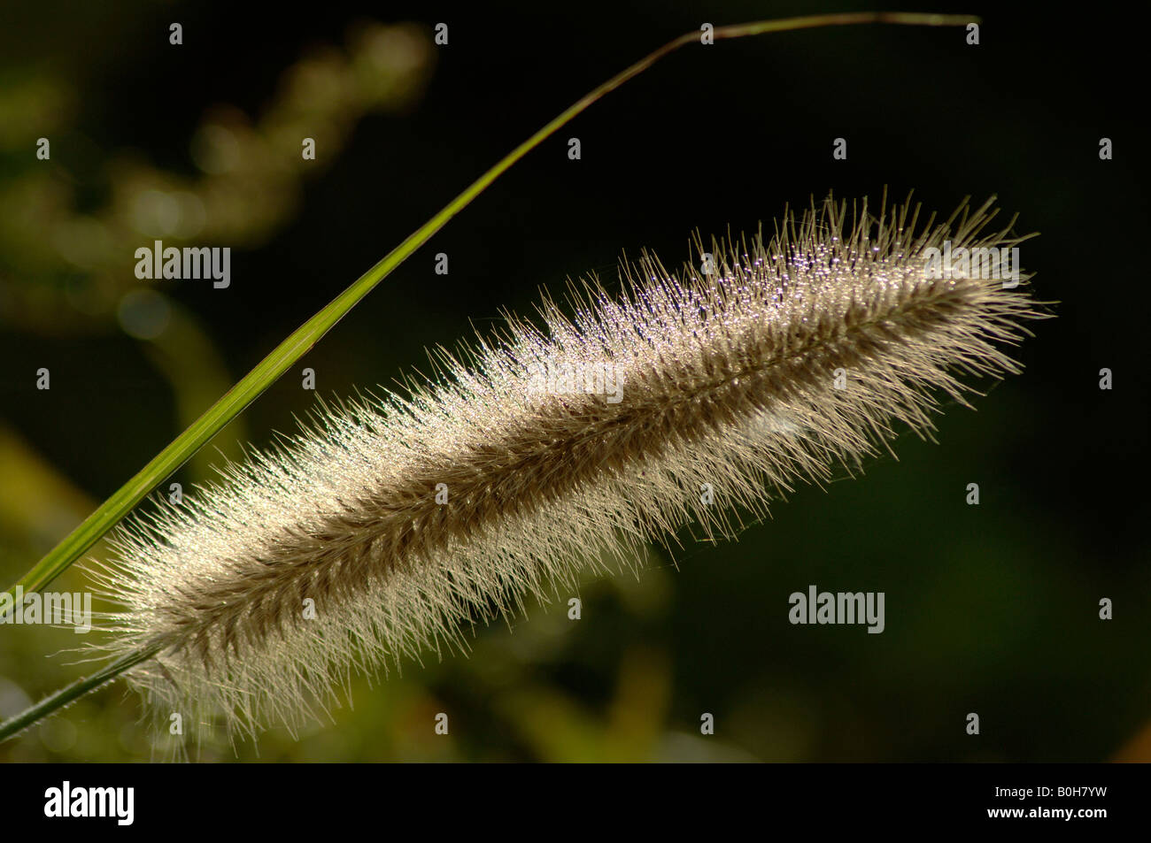 Swamp foxtail grass in flower Pennisetum aloperuroides at Dafeng Milu NNR China Stock Photo