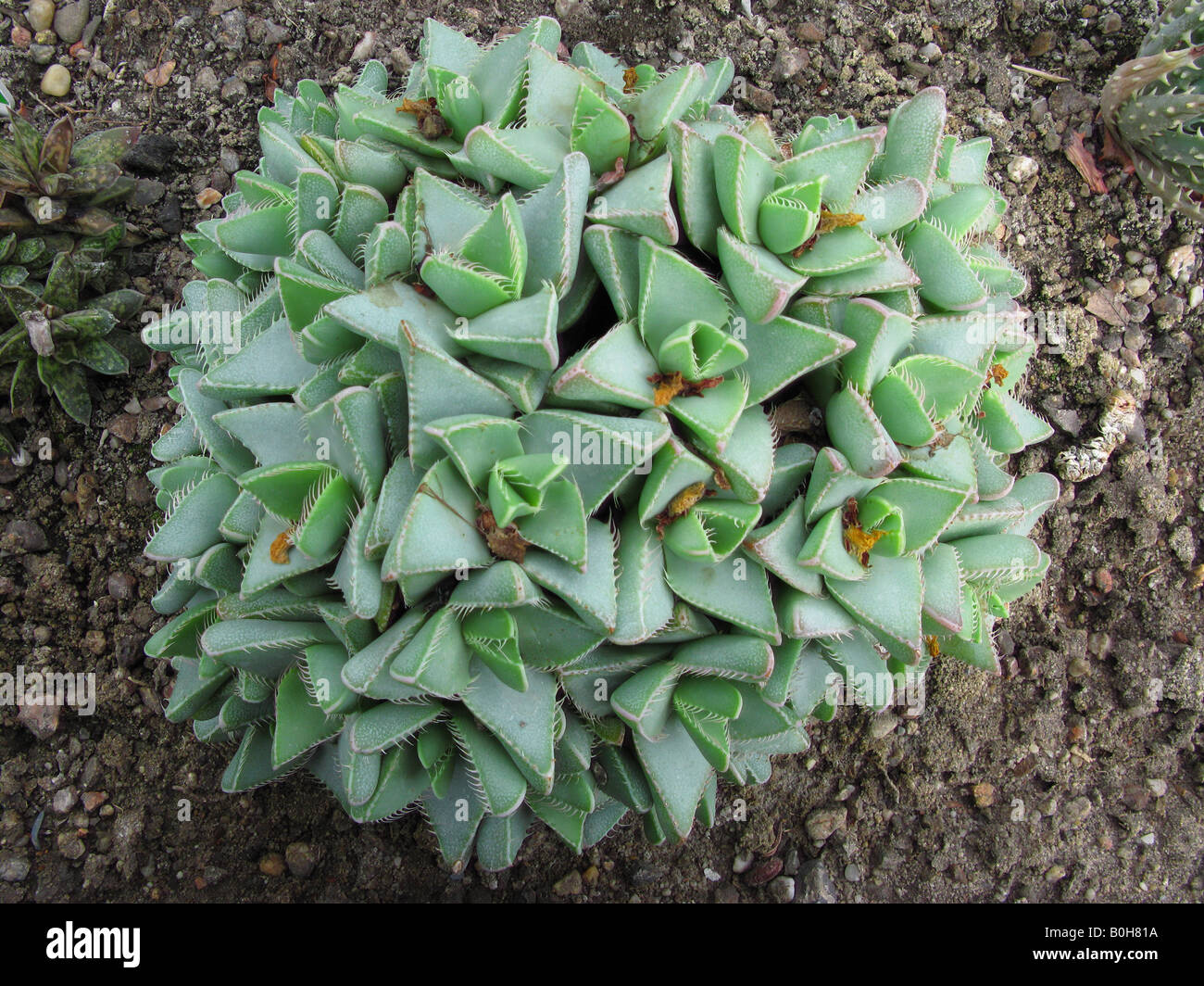 Succulent Faucaria close up Stock Photo