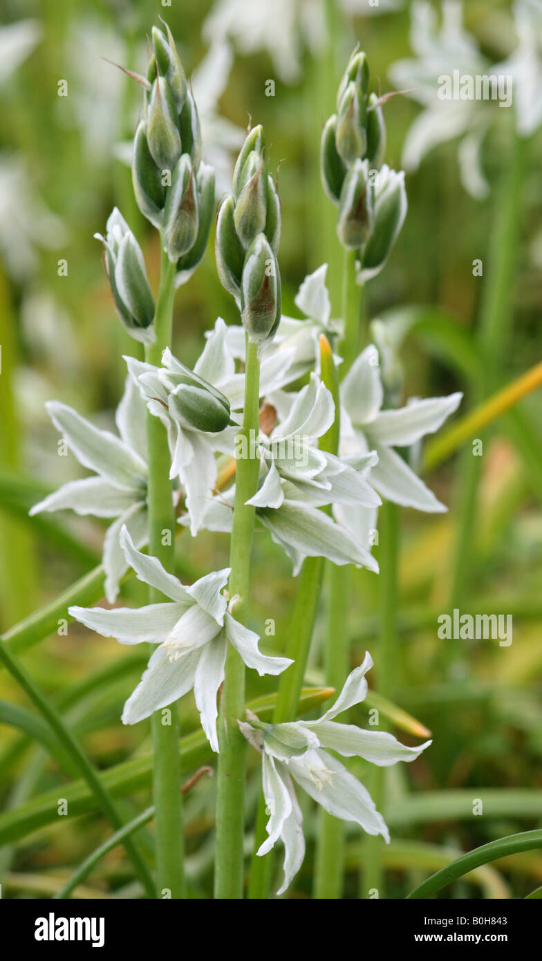 Spring Flower Color White White spring flowers Stock Photo - Alamy