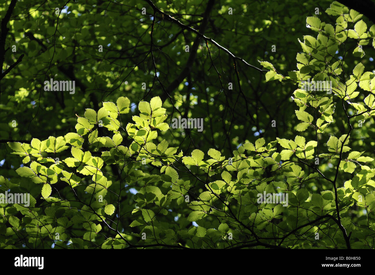 Beech trees in spring Hertfordshire UK Stock Photo