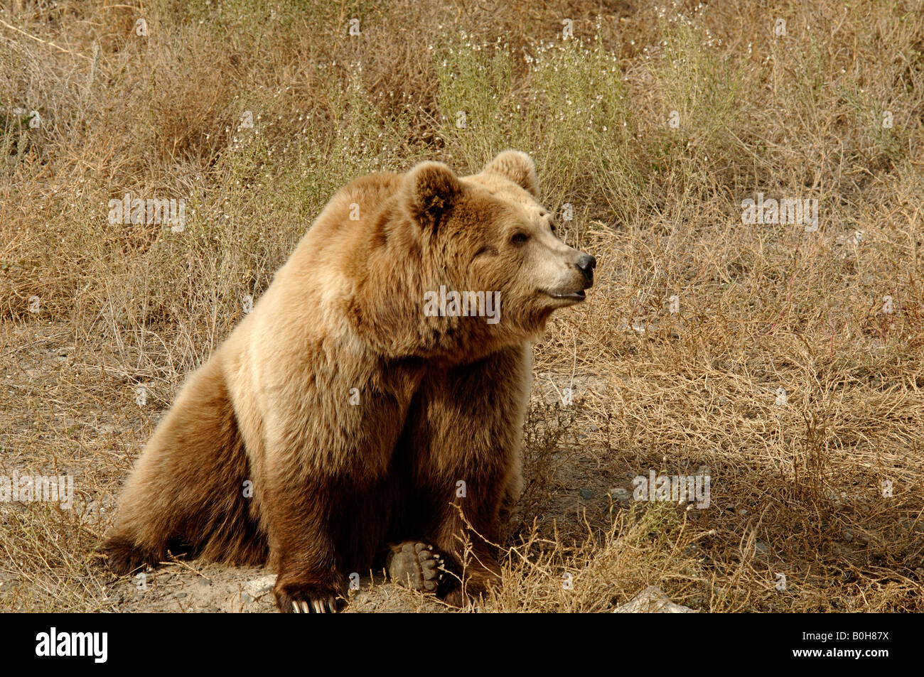 Brown bear Ursus arctos China Stock Photo