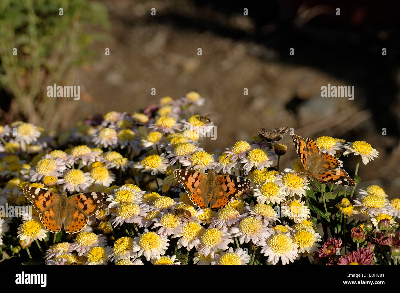Painted lady butterflies Vanessa cardu feeding on chrysanthemums in Urumqi Botanic Garden China Stock Photo