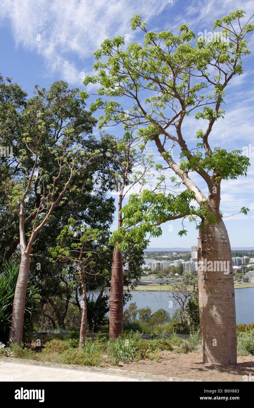 Boabs (Adansonia gregorii) tree at Kings Park in Perth, Western Australia. Stock Photo