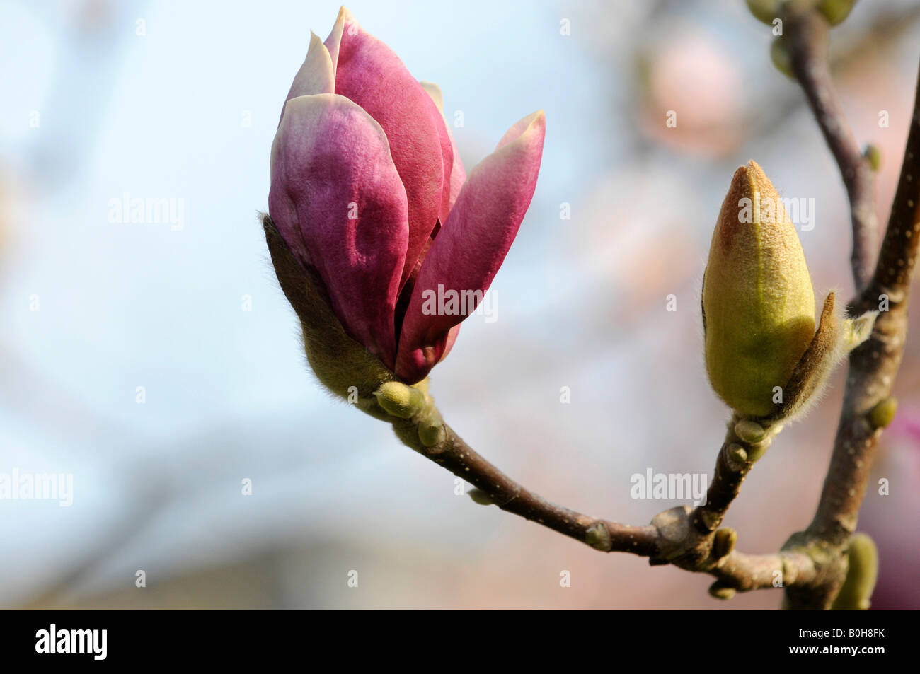 Two Saucer Magnolia (Magnolia x soulangiana) buds, one about to open