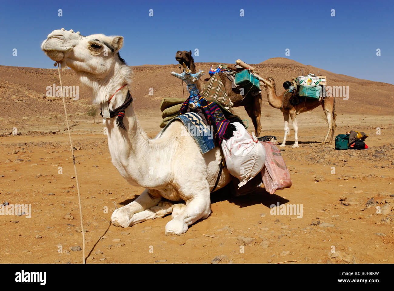 Camel, Mehari, Hoggar, Ahaggar, Wilaya Tamanrasset, Algeria, Sahara Desert, North Africa Stock Photo