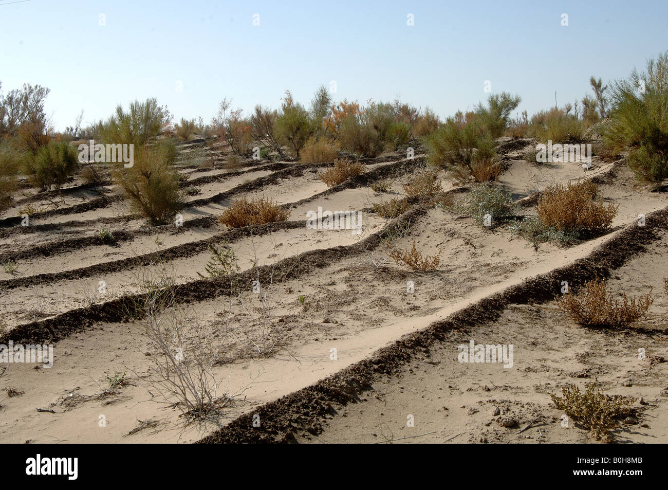 Stabilisation of shifting sand with muddy clay at Minqen Desert Botanical Garden Gansu China Stock Photo