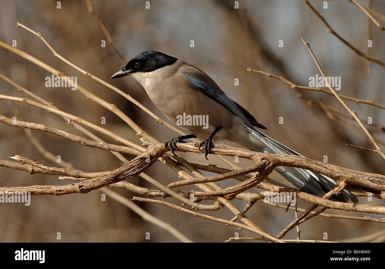 Azure winged magpie Cyanopica cyana often moves through forests in groups China Stock Photo