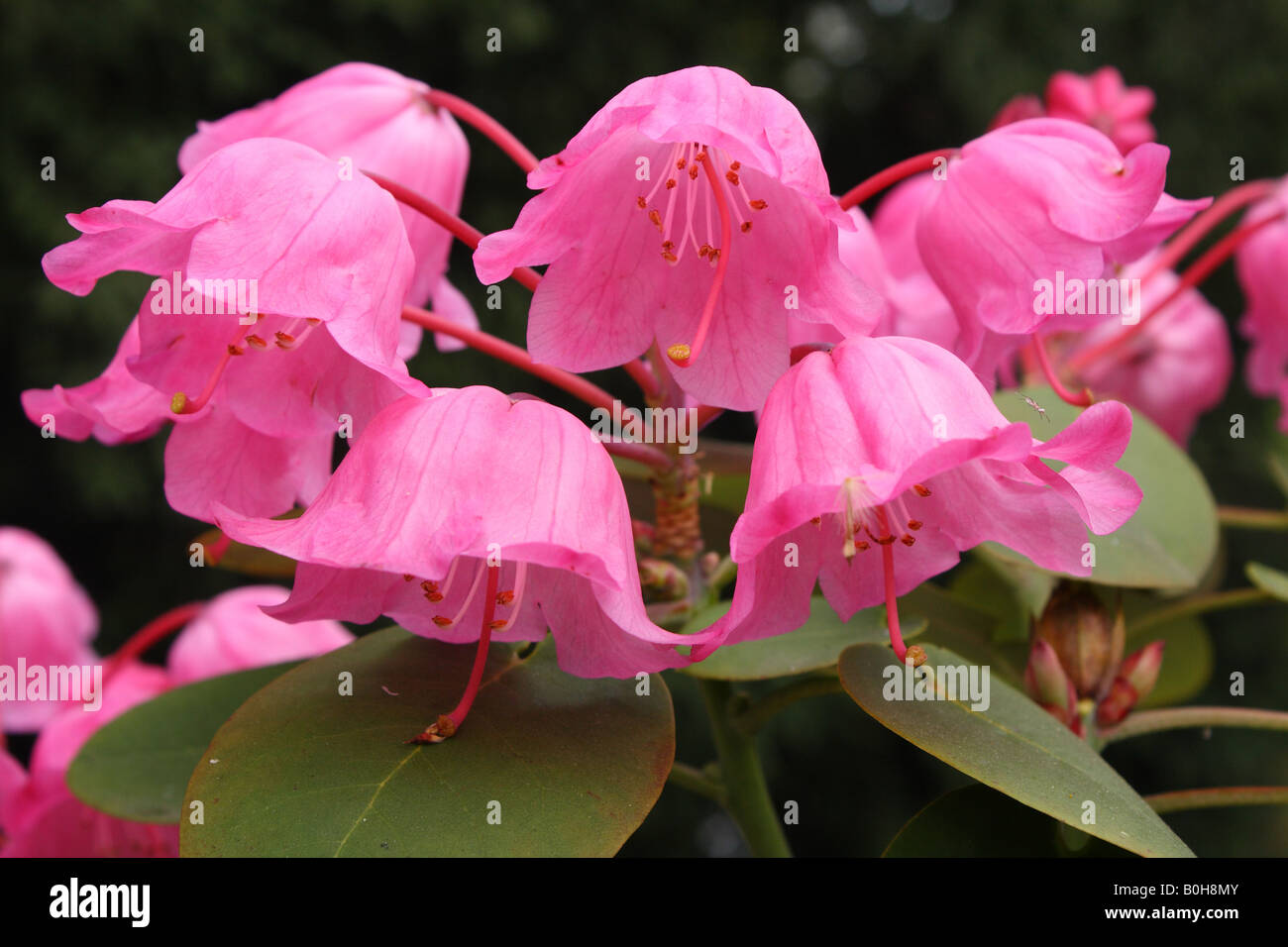 Pink Rhododendron orbiculare flowers blooming Stock Photo