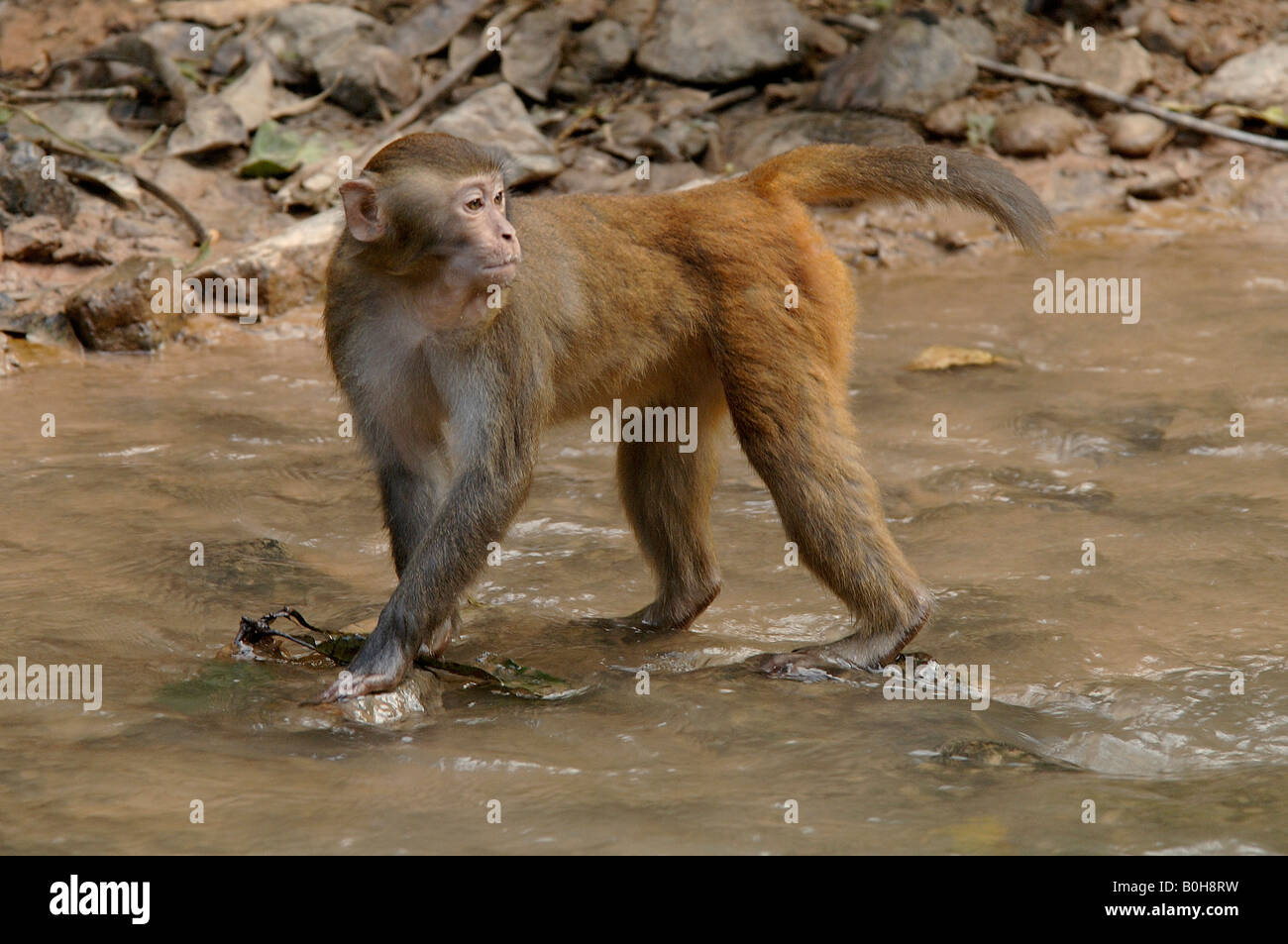 Rhesus macaque Macaca mulatta coming down to river to drink and checking for predators Yunnan China Stock Photo