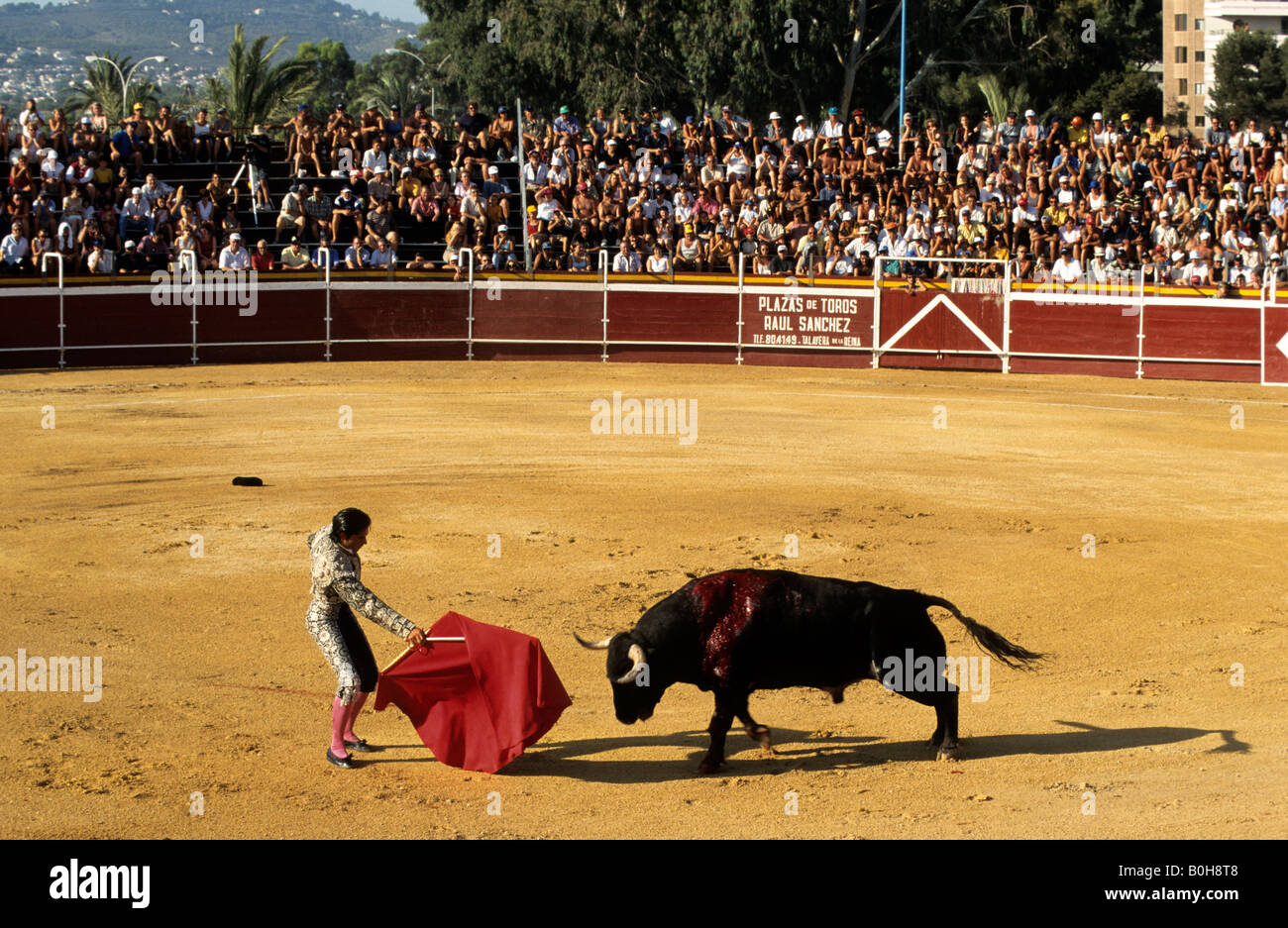 Bullfighter holding red cape in front of a bloodied black bull during a bullfight at the Plaza de Toros von Calpe Bullring, Cos Stock Photo
