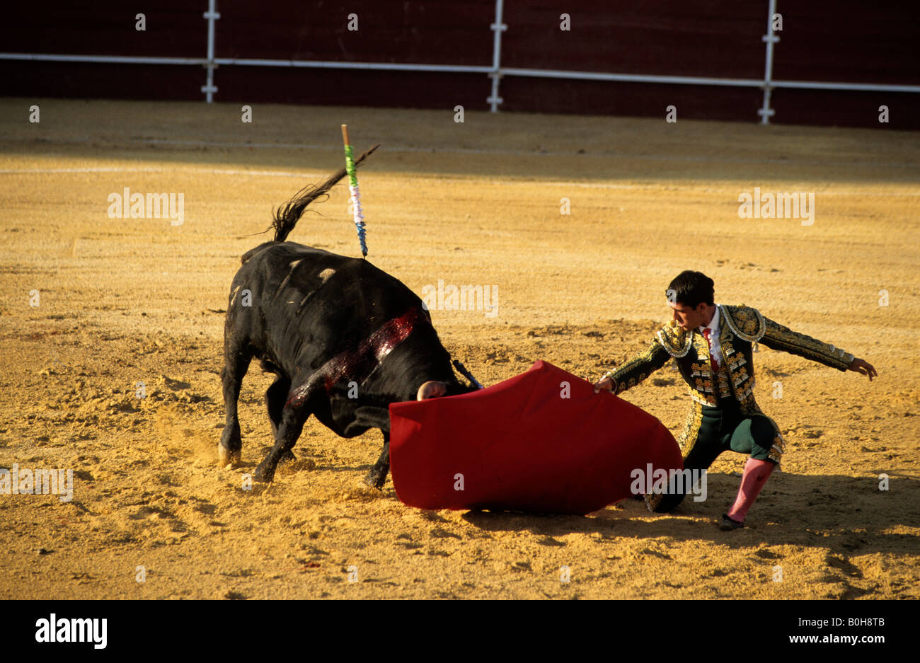 Bloodied black bull, with a banderillas spear protruding from its back, lunging at the red cape held by a bullfighter kneeling  Stock Photo