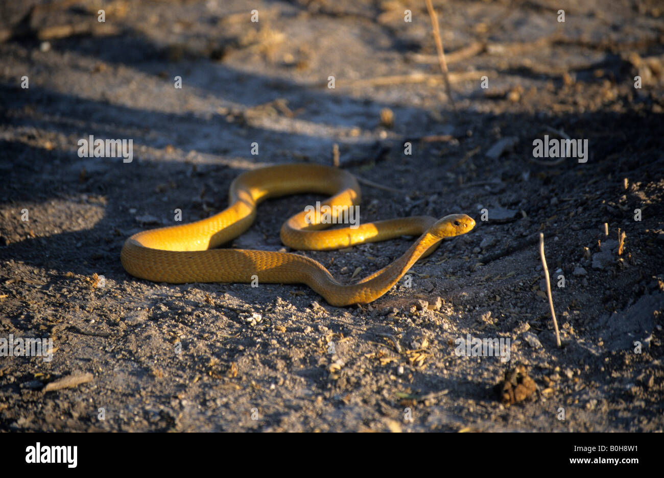 Cape Cobra (Naja nivea), Central Kalahari Game Reserve, Botswana, Africa Stock Photo