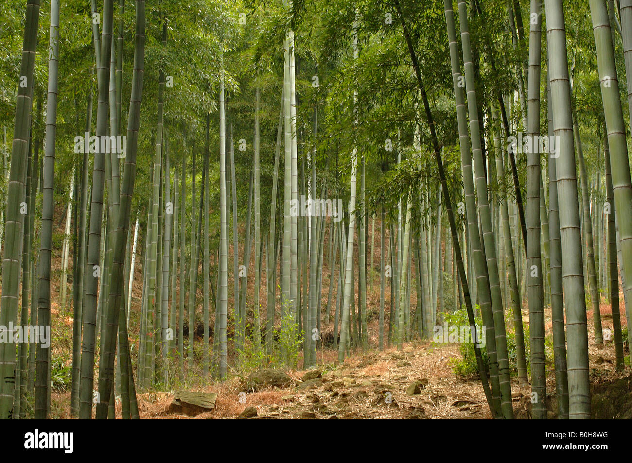 Large moso bamboo Phyllostachys pubescens culms in bamboo forest Anhui where film Crouching Tiger Hidden Dragon filmed Stock Photo
