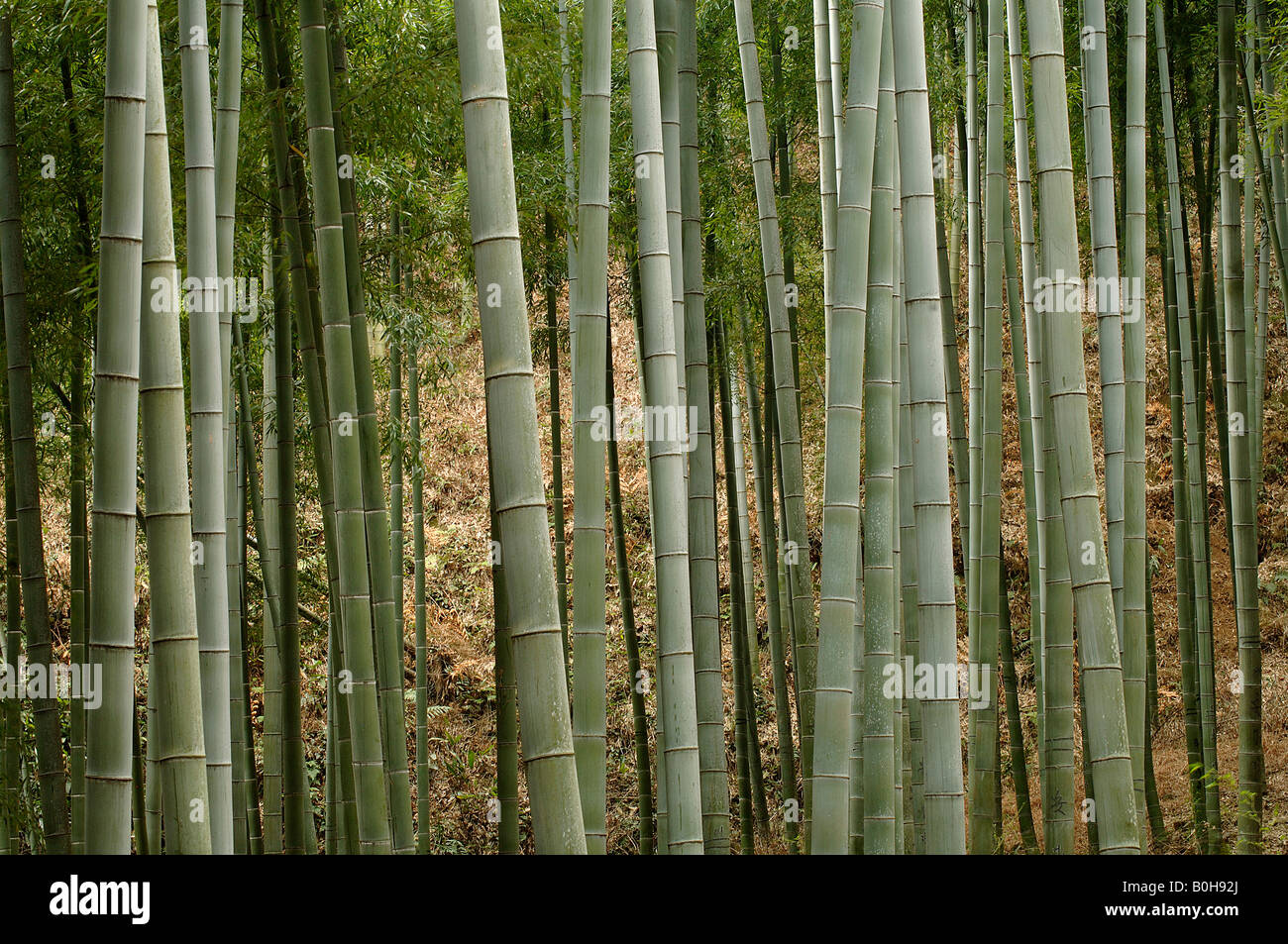 Large moso bamboo Phyllostachys pubescens culms in bamboo forest Anhui where film Crouching Tiger Hidden Dragon filmed Stock Photo