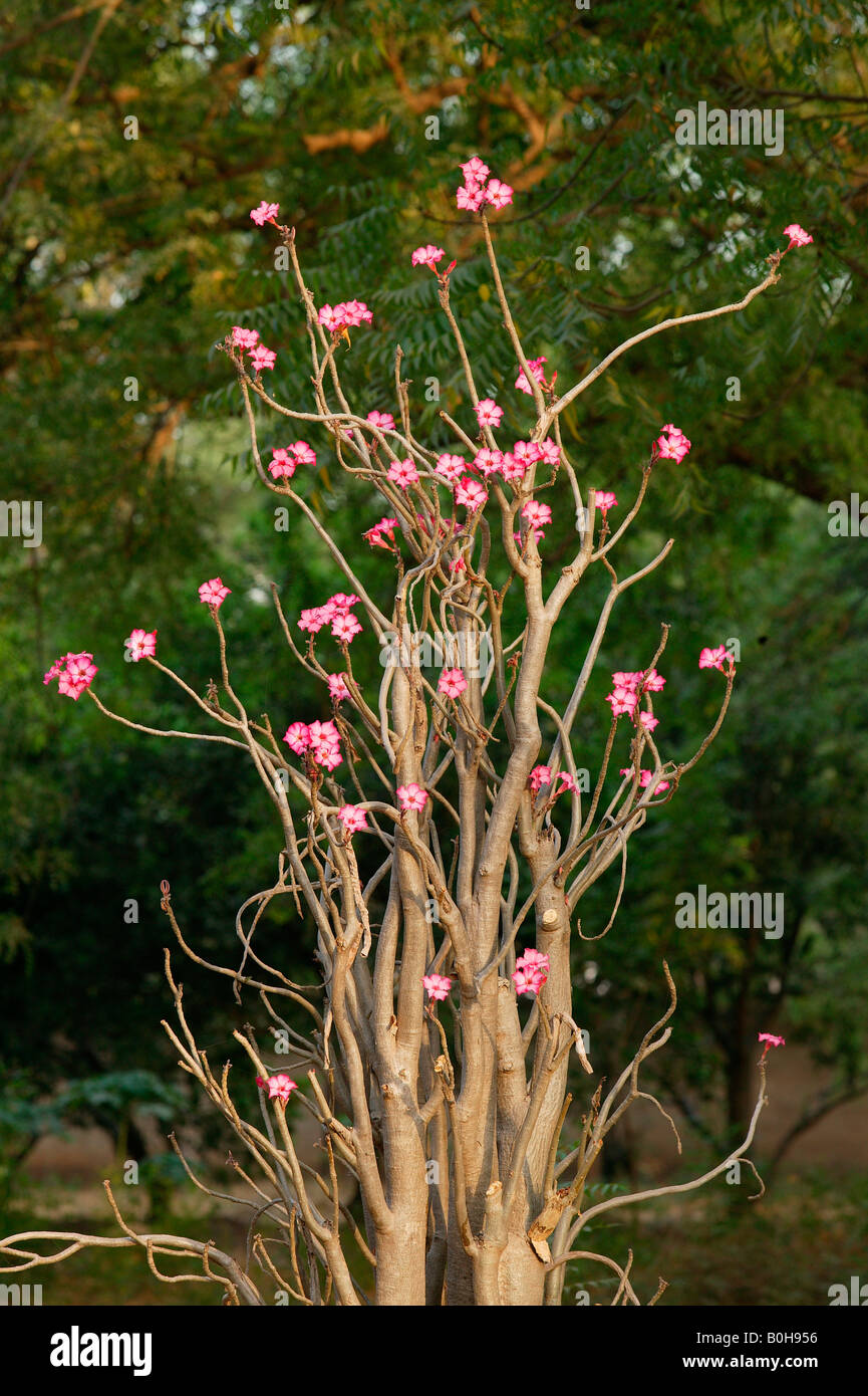 Sabi Star, Kudu or Desert-rose (Adenium obesum), Cameroon, Africa Stock ...