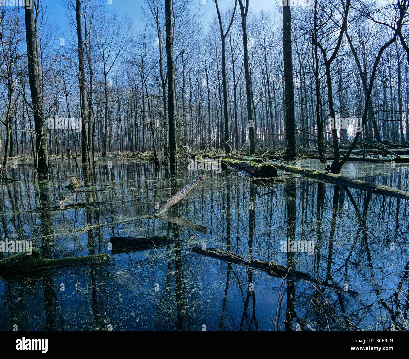 Biotope, wetland Stock Photo