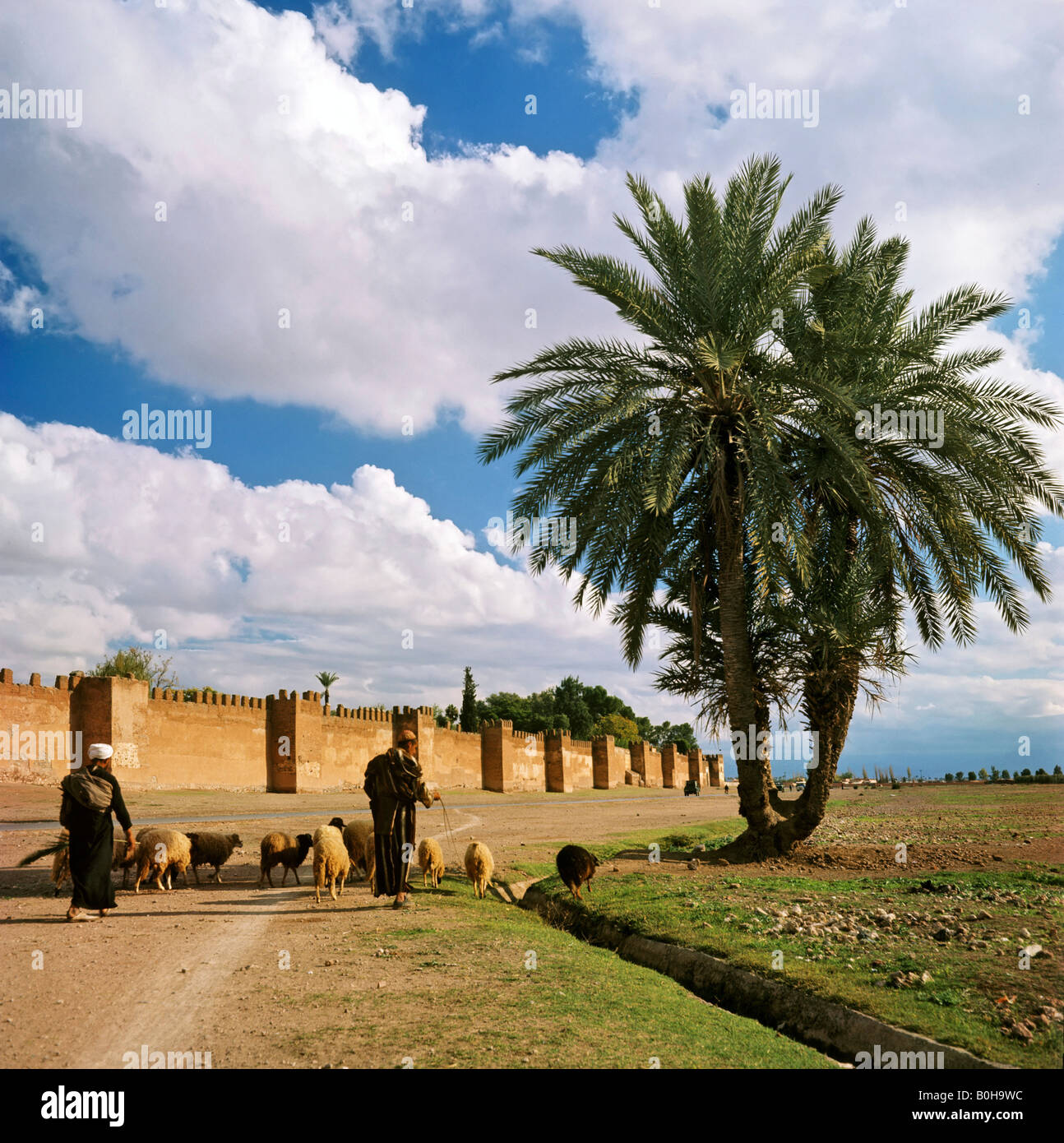 City walls surrounding Marrakech and palm trees, shepherd with sheep, Marrakesh, Morocco Stock Photo