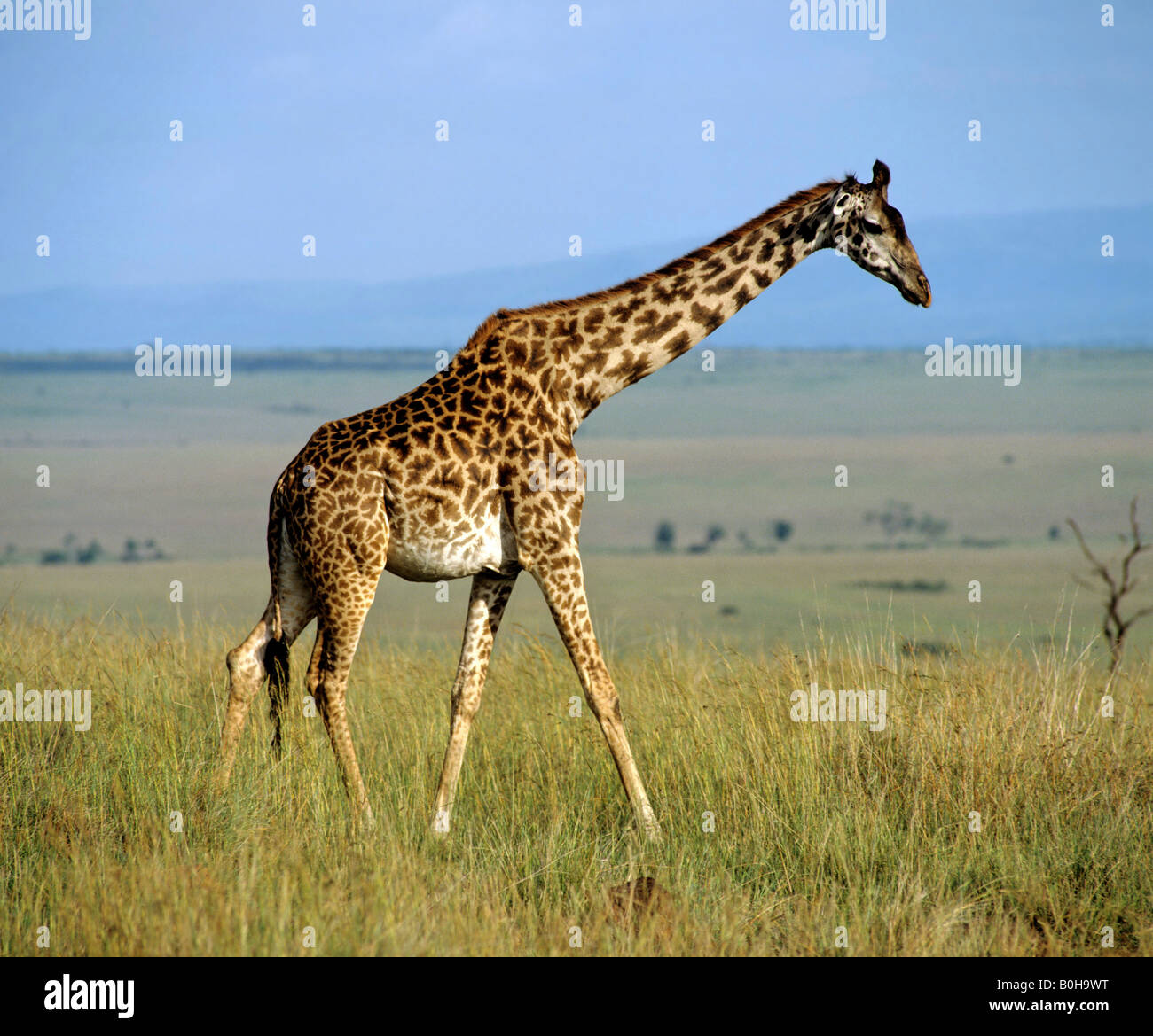 Giraffe (Giraffa camelopardalis), Masai Mara Nature Reserve, Kenya, Africa Stock Photo