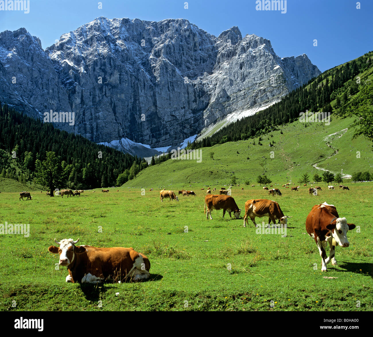 Cows grazing on Engalm alpine pasture, Grosser Ahornboden, Grubenkarwand, Karwendel Range, Tirol, Austria Stock Photo