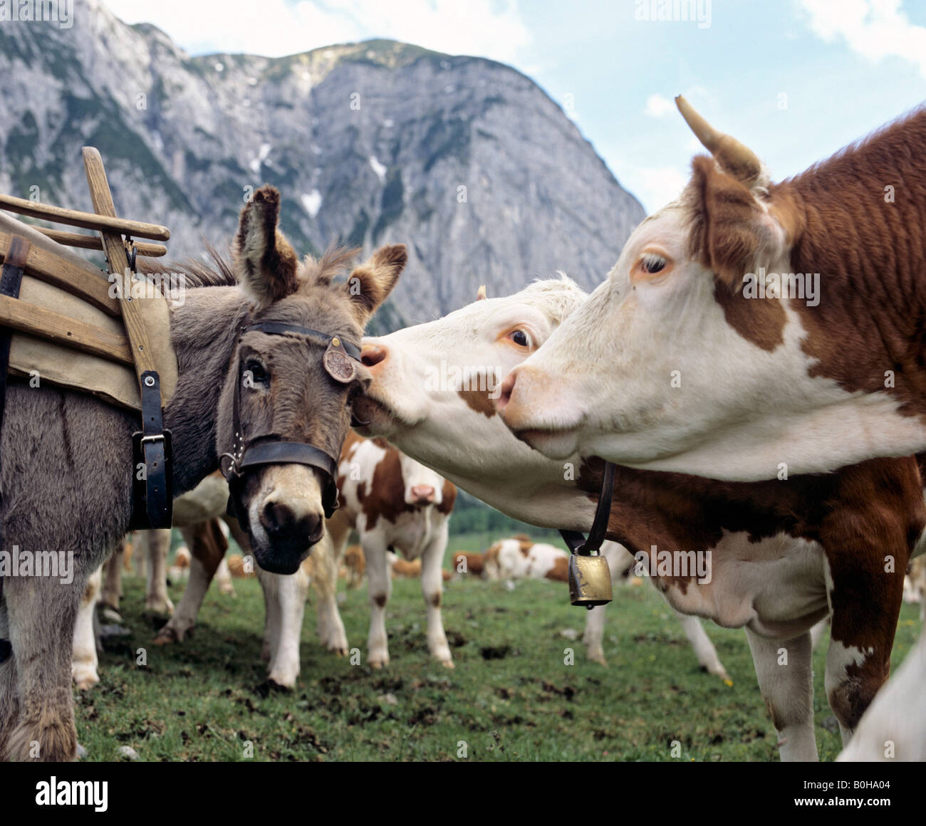 Display of tenderness between a donkey and a cow, Tirol, Austria Stock Photo