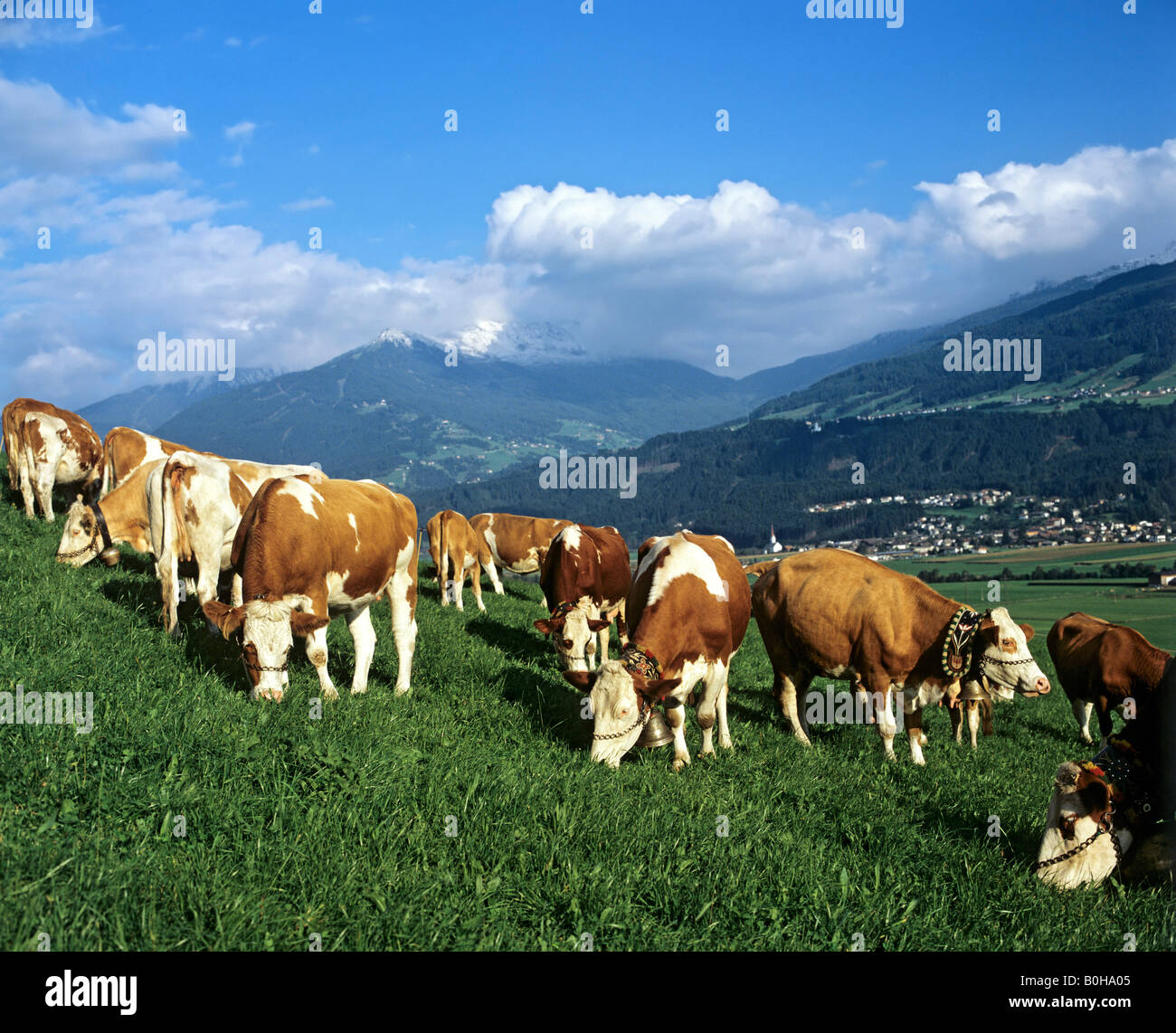 Alpine pasture in Unterinntal Valley near Fritzens, Tyrol, Austria Stock Photo
