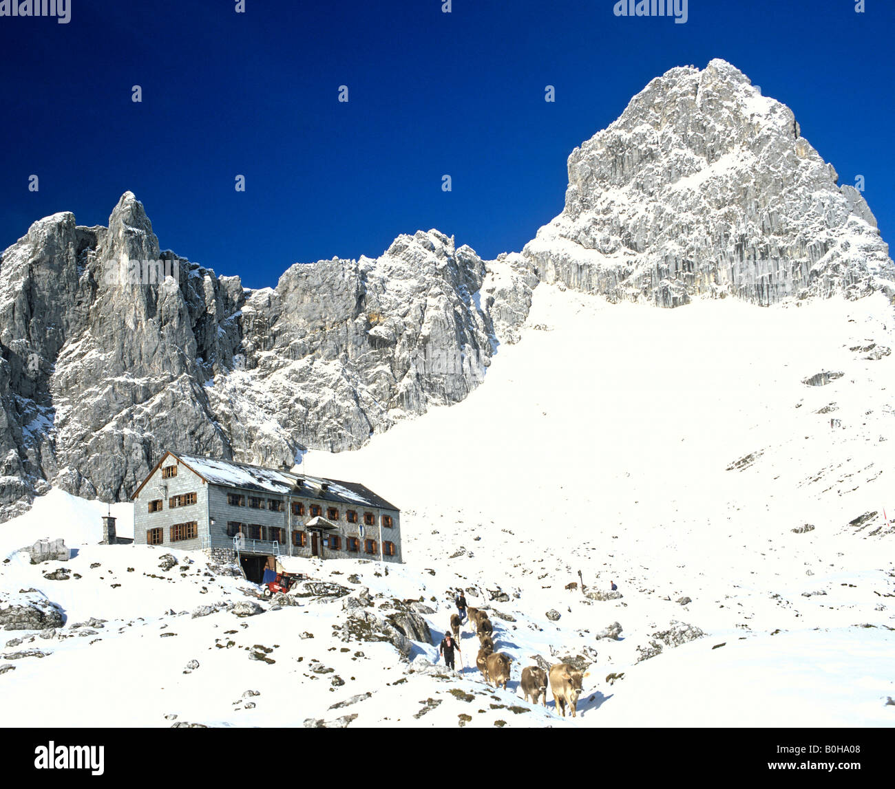 Wintertime cattle drive, driving cattle near Lamsenjoch alpine hut, Mt. Lamsenspitze, Karwendel Range, Austria Stock Photo