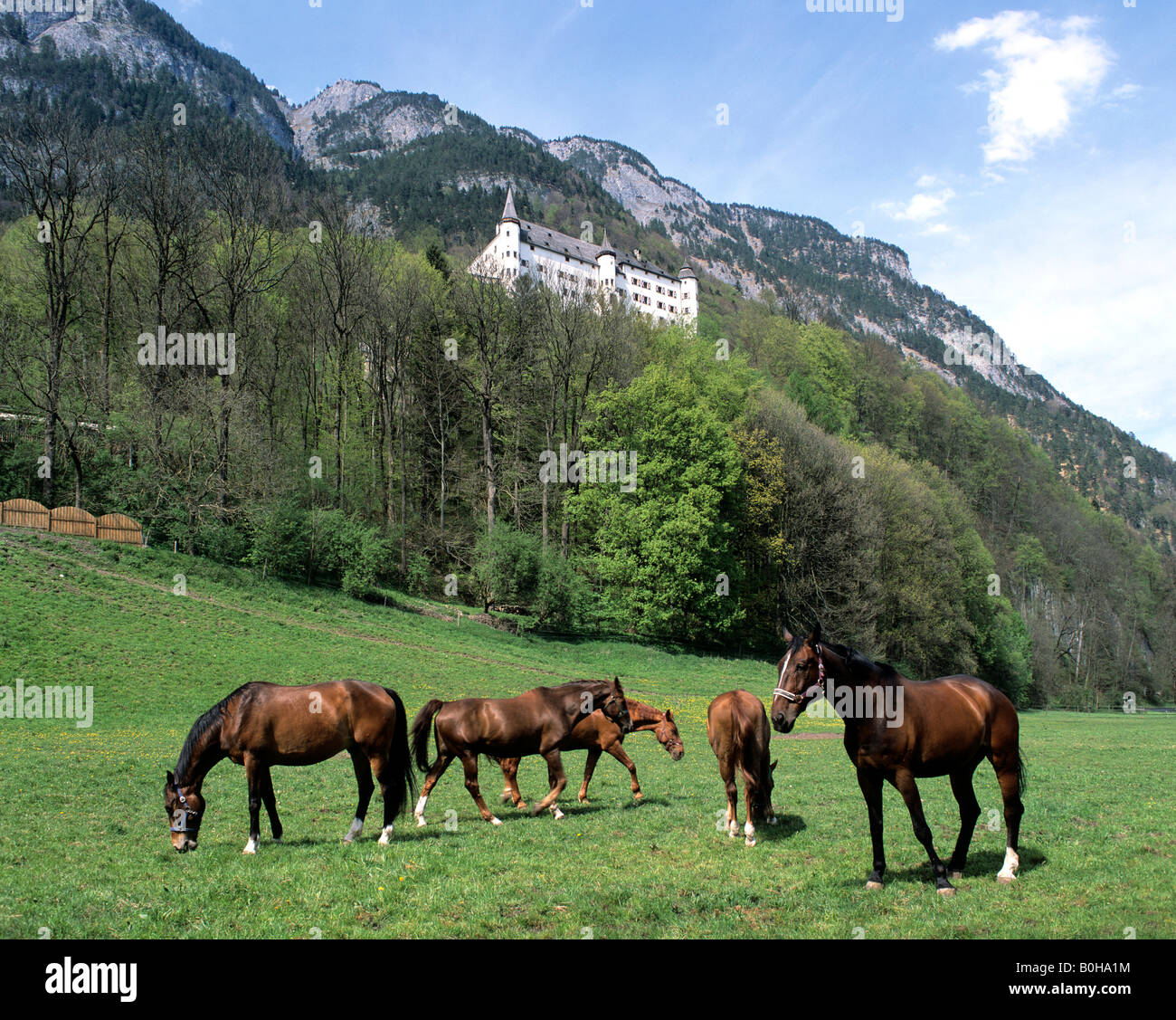 Horses on a paddock, Tratzberg Castle, Inn valley, Tyrol, Austria Stock Photo