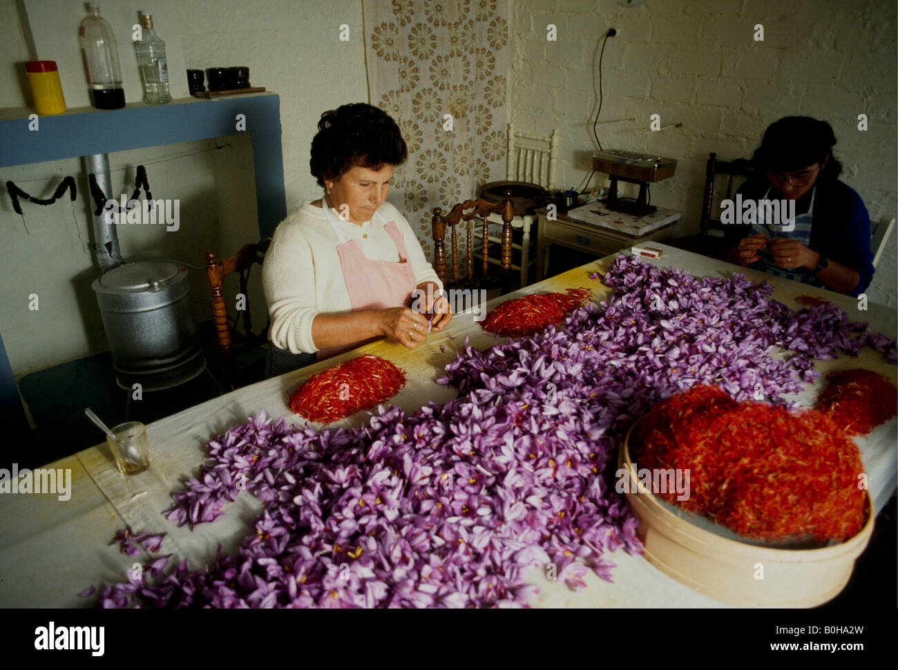Women sorting the saffron harvest, Spain Stock Photo Alamy