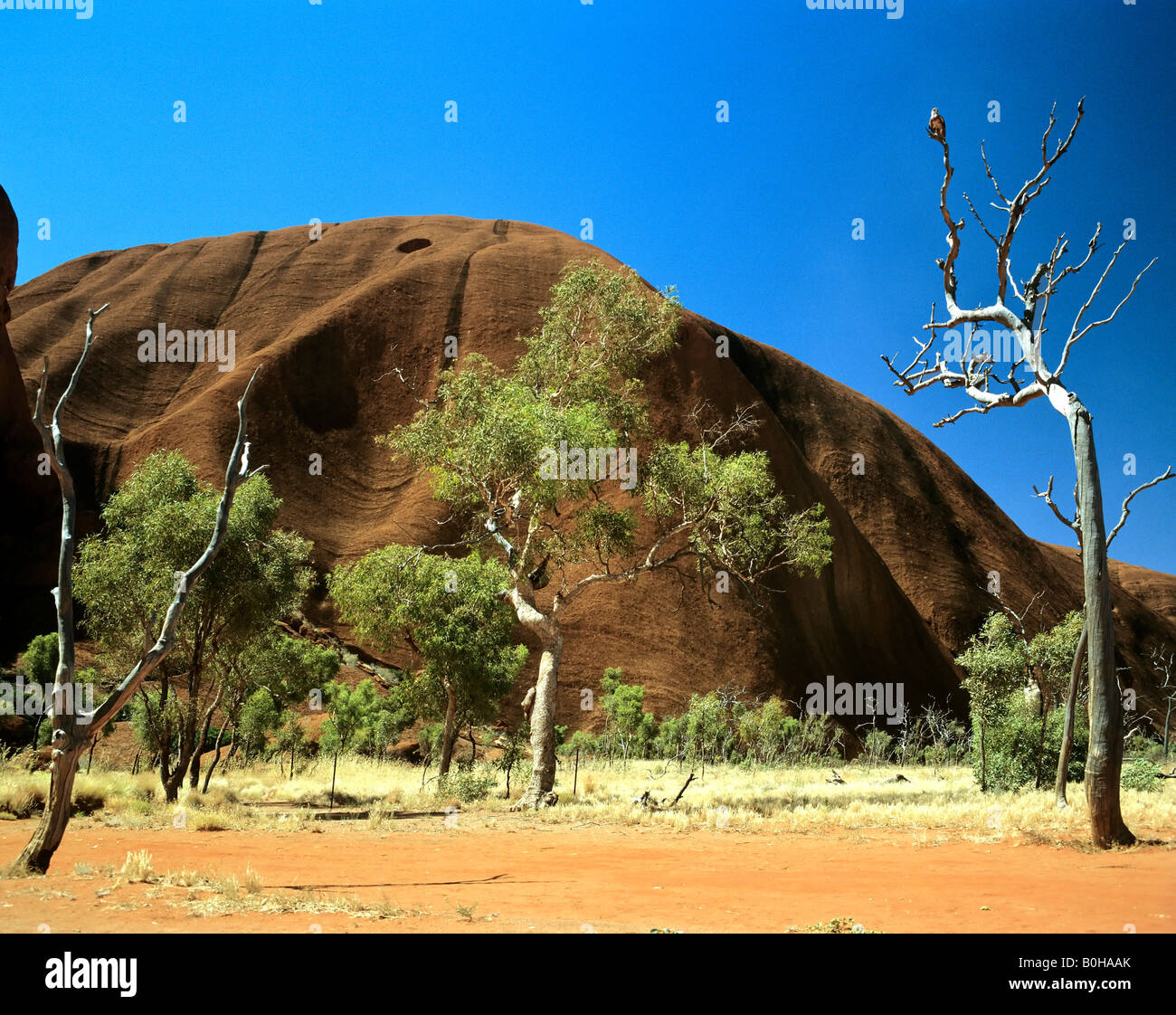 Uluru, Ayers Rock, detail, sandstone, Northern Territory, Australia Stock Photo