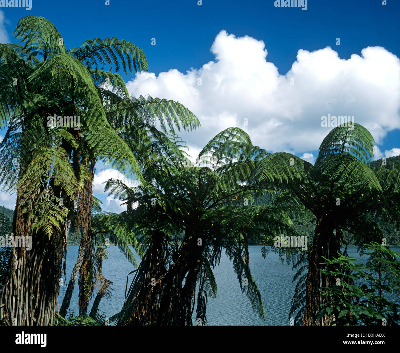 Tree ferns (Cyatheales), subtropical vegetation, New Zealand Stock Photo