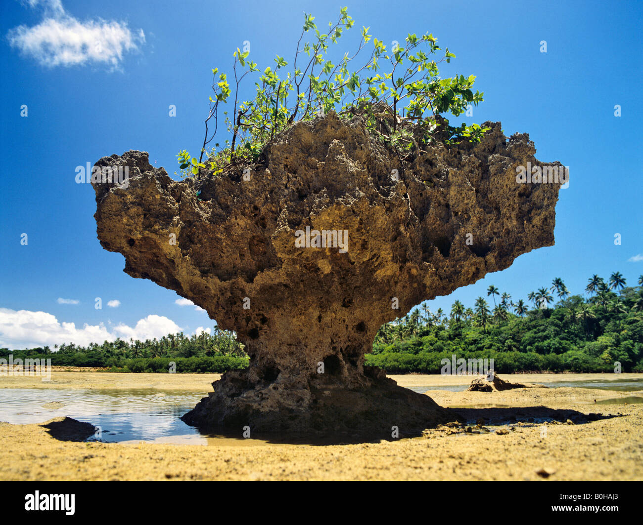 Corals on Va´Vau, Tonga, South Pacific, Oceania Stock Photo