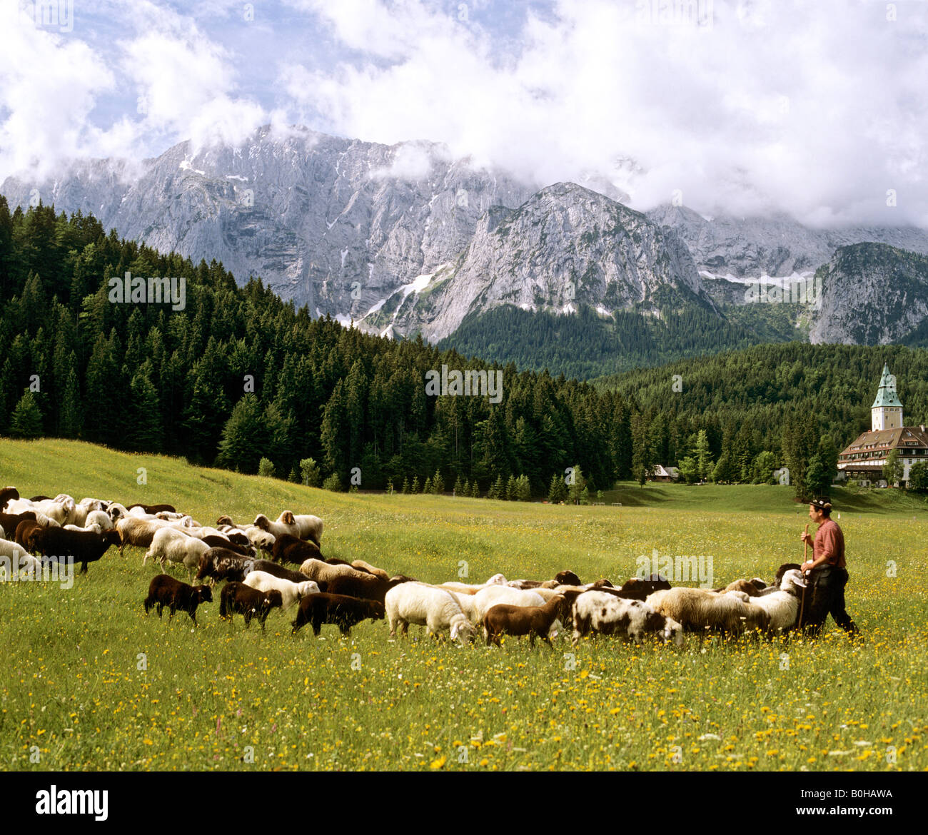 Herd of sheep, shepherd tending his flock near Elmau, Elmau Castle, Upper Bavaria, Bavaria, Germany Stock Photo