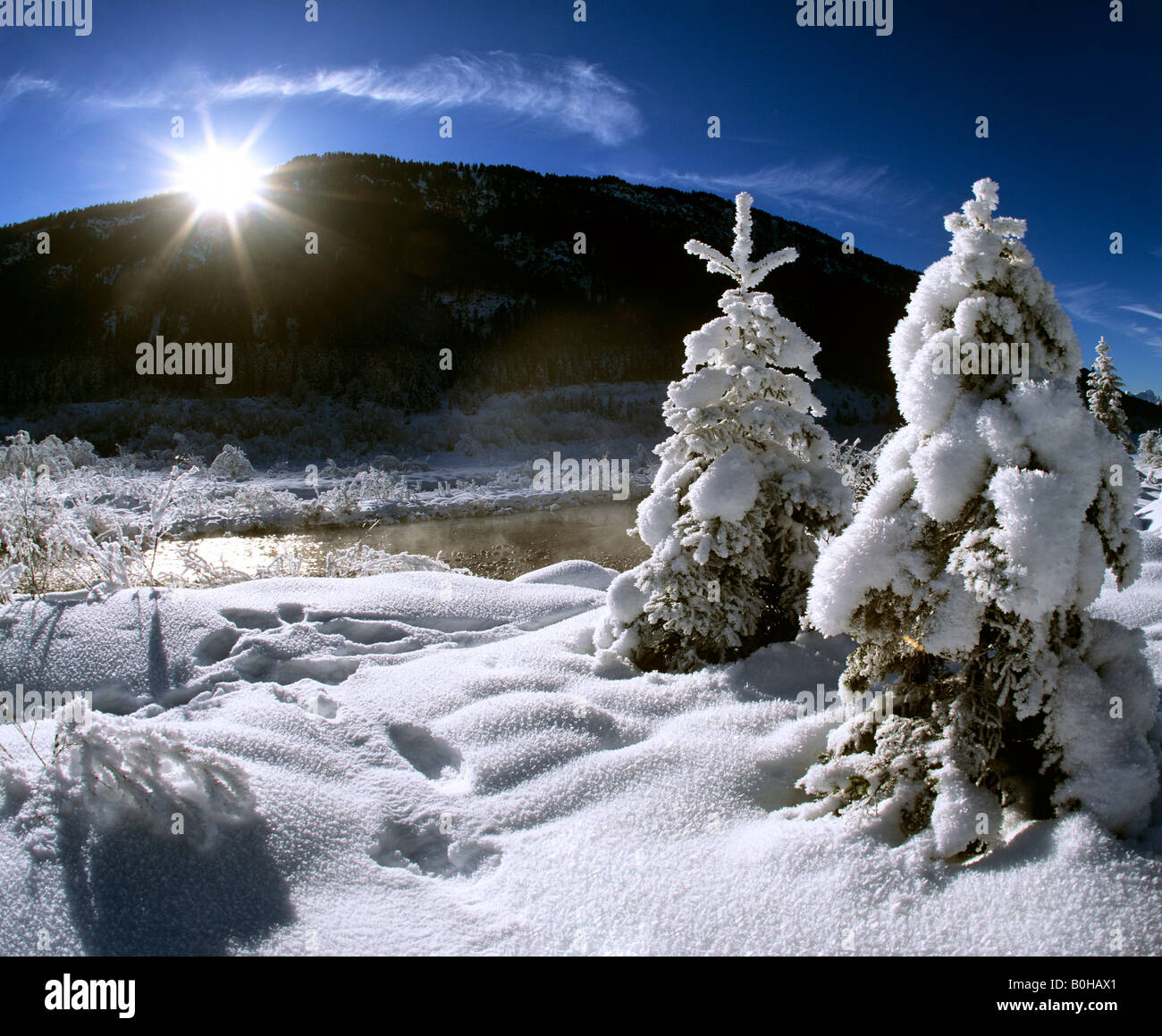 Winter, snow-covered trees along the Isar River, Isartal Valley, Wallgau, Upper Bavaria, Bavaria, Germany Stock Photo