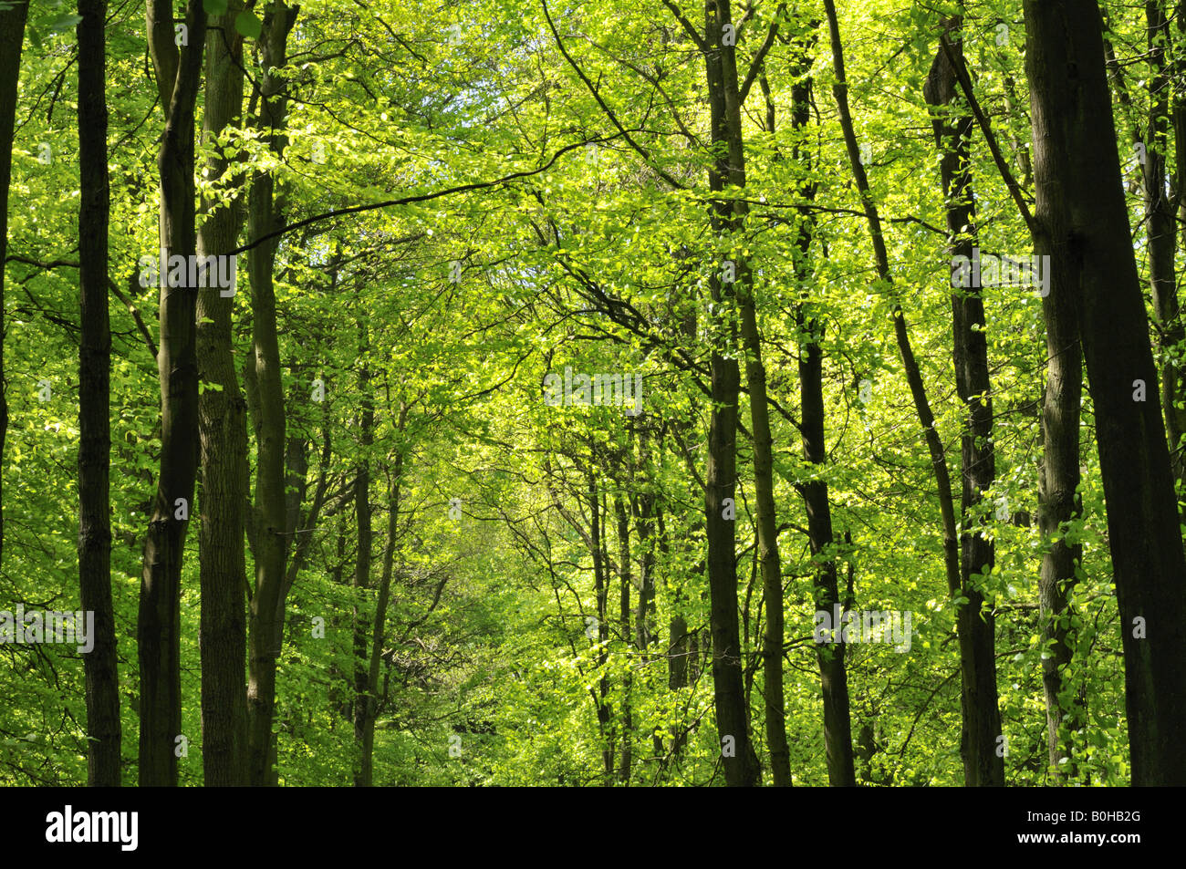 Beech trees in spring Chiltern Hills Hertfordshire UK Stock Photo