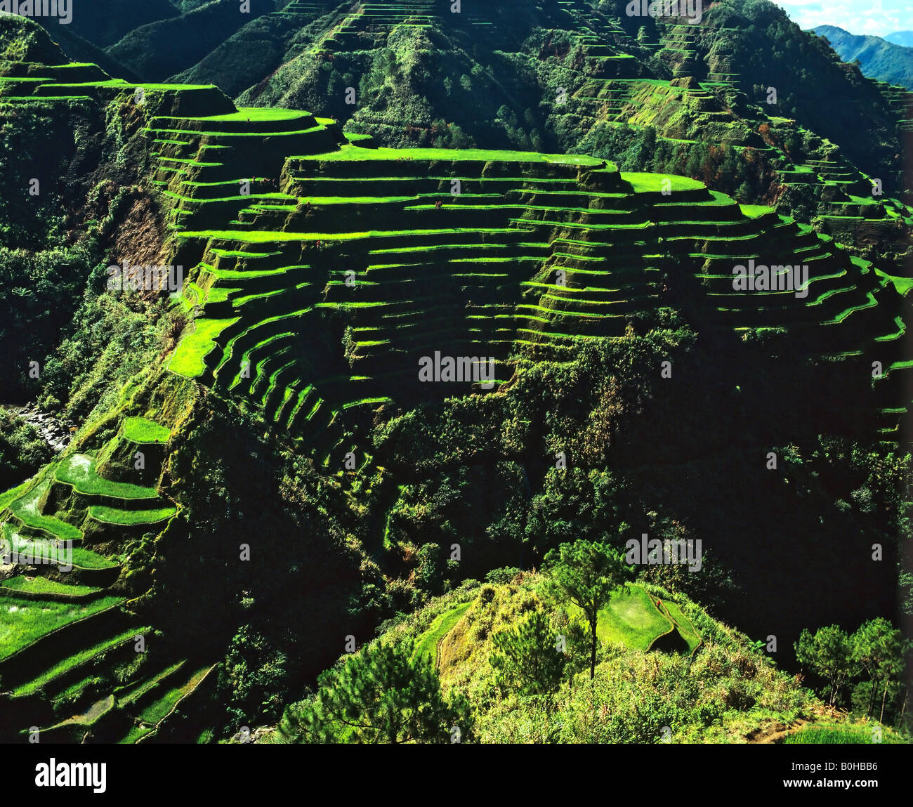 Rice terraces, Banaue, Ifugao Province, Luzon, Philippines Stock Photo