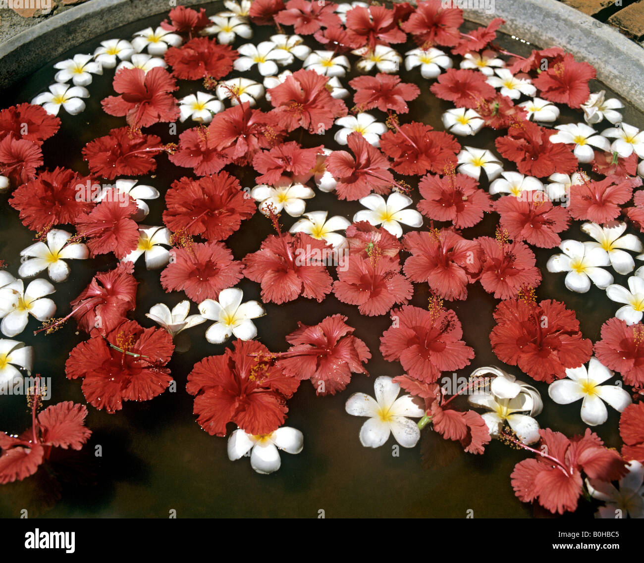 Orchids strews in water near Ubud, Bali, Indonesia Stock Photo