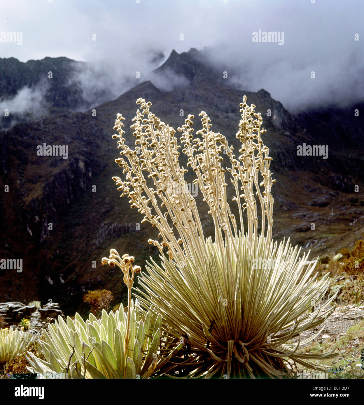 Frailejones (Espeletia pycnophylla) growing in the Andes near Merida, Venezuela, South America Stock Photo