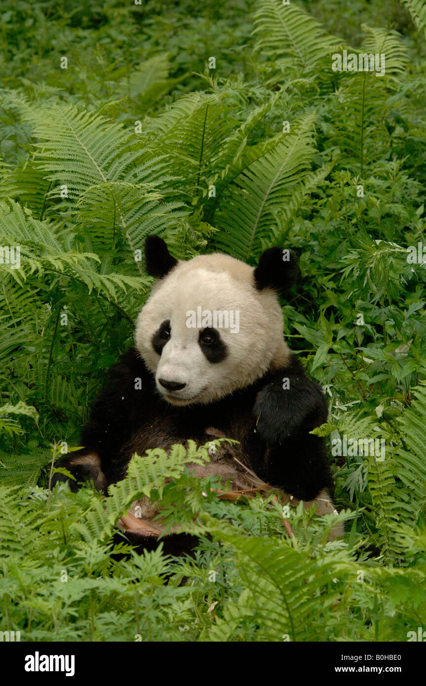 Giant panda sitintg amongst ferns feeding on bamboo China Stock Photo