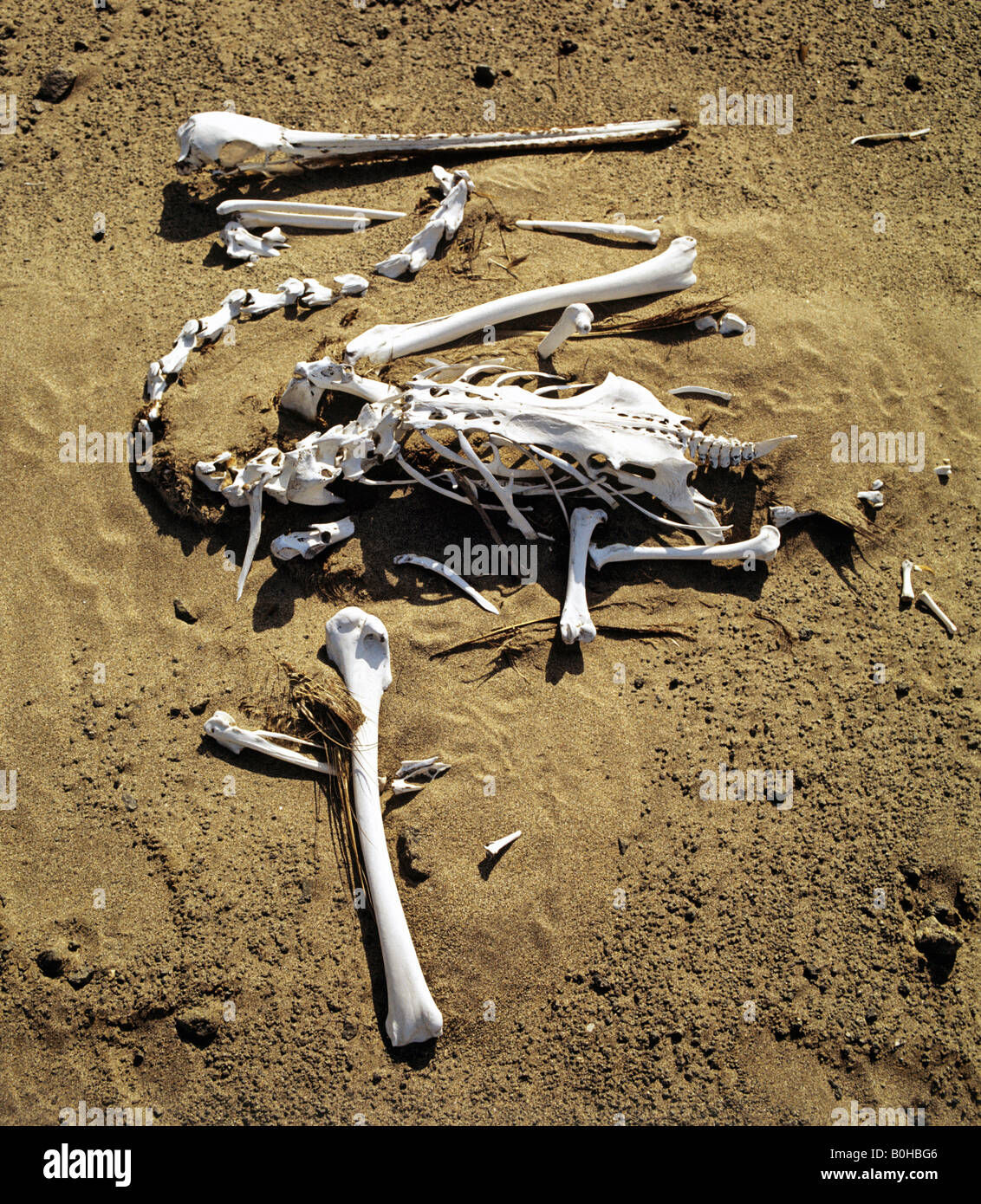 Pelican skeleton (Pelecanidae, Pelecanus) Stock Photo