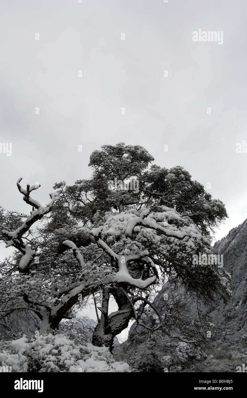 Veteran sea buckthorn tree Hippophae rhamboides on Siguniang Four Girls Mountain Sichuan China Stock Photo