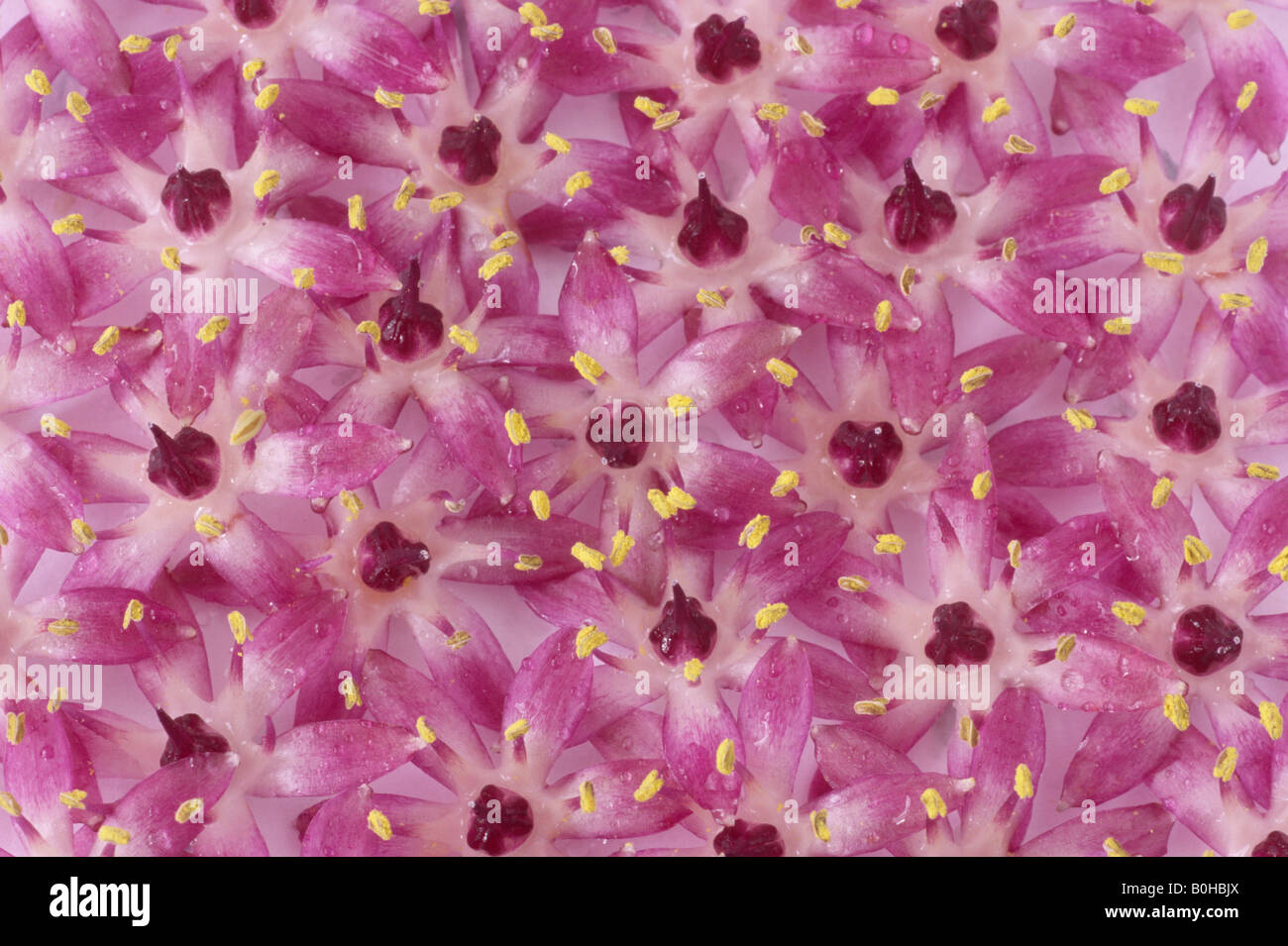 Eucomis 'Joy's Purple' (Pineapple flower, Pineapple lily) Pattern from flower heads. Stock Photo